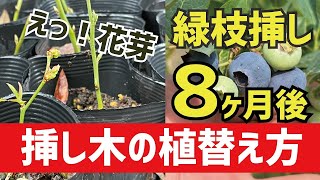 ブルーベリー栽培　この土に混ぜる資材！コレが大好きなんです！！　挿し木苗の植え替えは慎重にやった方が良いですね