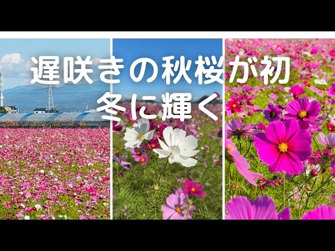 遅咲きのコスモス！初冬の陽光に輝く(高知)