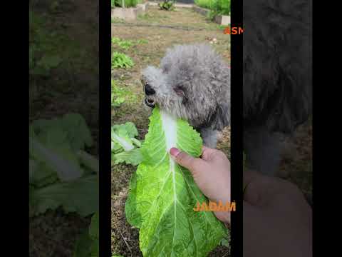 Dogs Eating Organic Kimchi Cabbage (ASMR)  #jadam