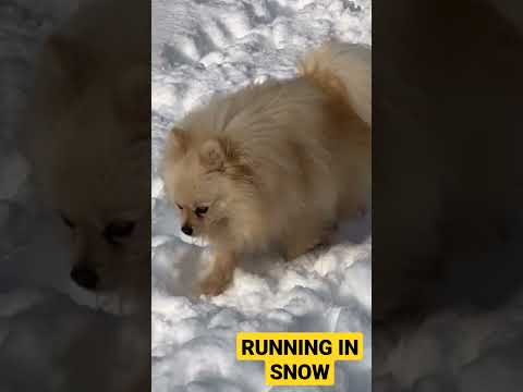 Puppy dog snow in snow / Dog short videos #shorts #dog #puppy