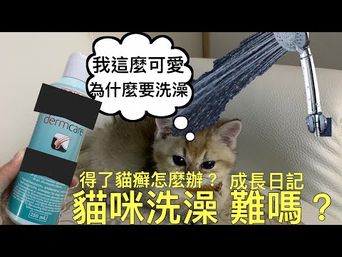 貓咪洗澡｜貓癬藥浴｜成長日記EP09