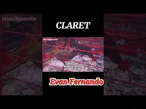 Claret | Evan Fernando #manok #chicken  #shortvideo