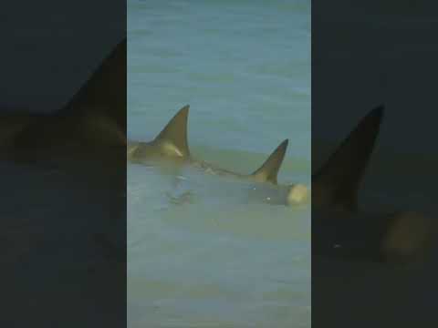 Animal Encounters on HERON ISLAND グレートバリアリーフの島で見た動物たち