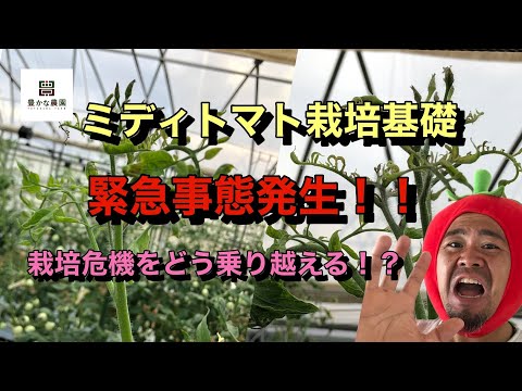 【豊かな農園13】超異常気象のツケ！？ ミディトマト生育異常 君たちはどう生きる！？