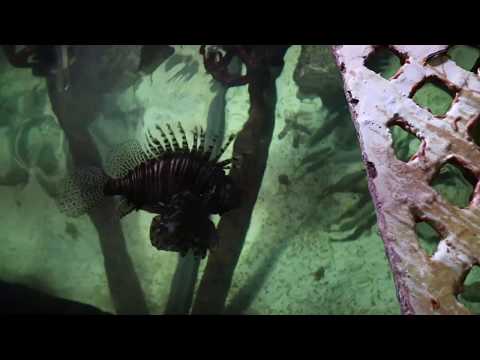 Behind the Scene of the worlds largest marine aquarium!-( Episode 1)