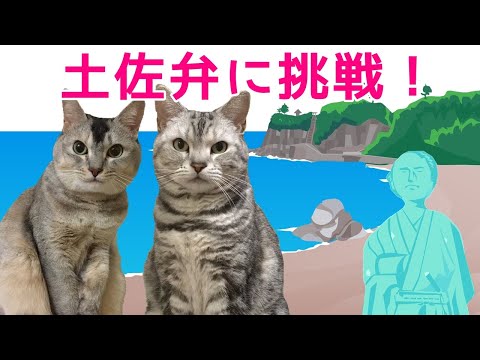 土佐弁の会話に挑戦！高知の良い所　猫のおしゃべりペット