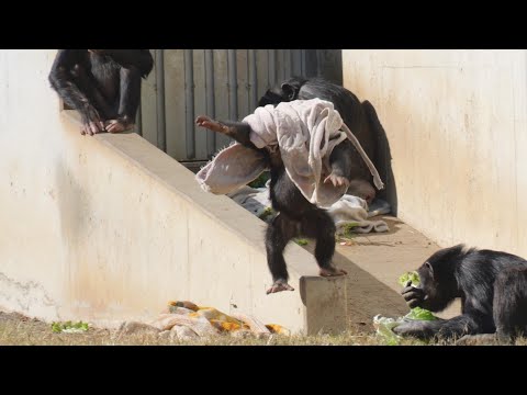 Damp Chimps in a drought warning　Tama Zoo Chimpanzee 202412