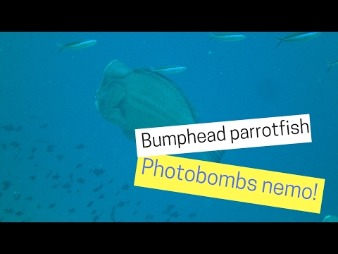 Bumphead parrot fish photobombs Nemo!