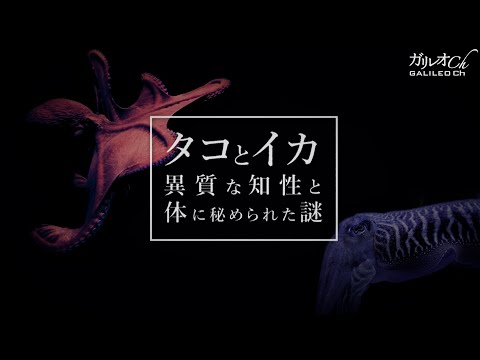 タコとイカ 異質な知性と体に秘められた謎|ガリレオX第228回