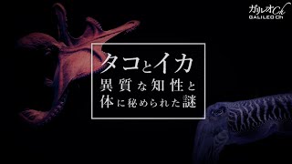 タコとイカ 異質な知性と体に秘められた謎|ガリレオX第228回