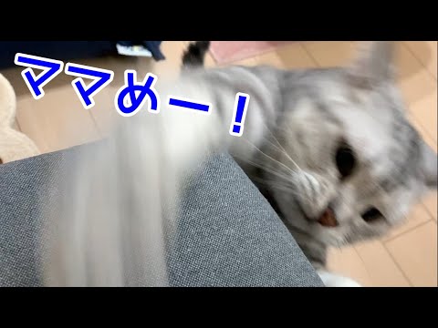 猫パンチでママを倒すトレーニング！？おしゃべりペット