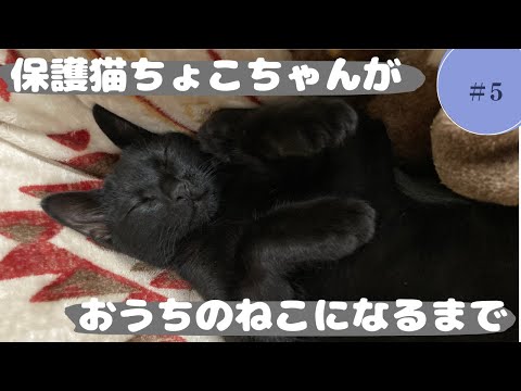 まっくろ保護猫のちょこちゃんがおうちのねこになるまで