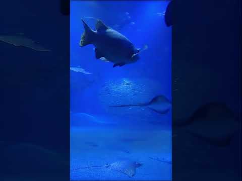 大阪・海遊館その3(2012年・手振れ注意) #shorts #水族館　#海遊館