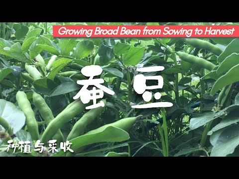 How to Grow Broad Beans