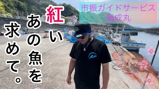 新潟県市振漁港【市振ガイドサービス】海成丸で春の【真鯛】を【タイラバ】【スロージギング】で狙います‼️