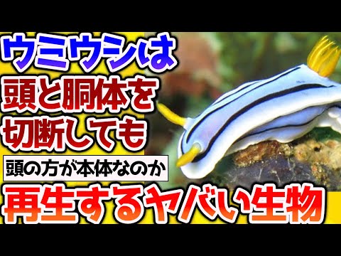 【2ch動物スレ】【衝撃】ウミウシさん、頭と胴体を自ら切断しても再生する最強生き物だった！もはや不死身【なんj】 #生き物 #2ch