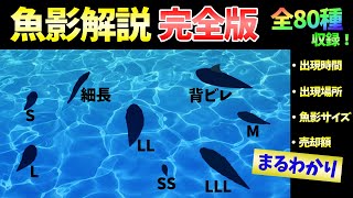 【あつ森】全ての魚の魚影を出現条件（時間・場所）や値段と一緒に大公開！シイラの魚影が「特大」は嘘？魚影の種類について解説します。【魚図鑑・レア　コンプリート】