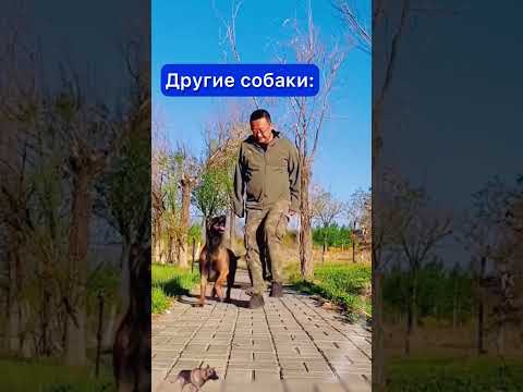 ДРУГИЕ СОБАКИ И МОЯ #funny #dog #pet #funnyvideo #doglover