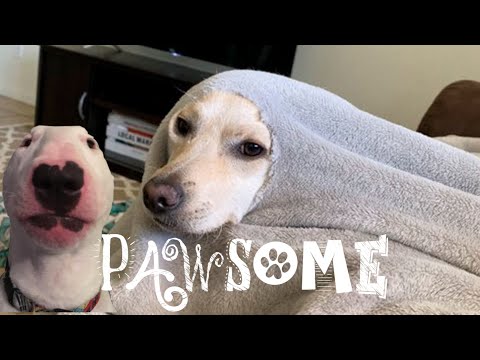 BEST OF CUTE AND HILARIOUS DOGS 😂 (TRY NOT TO SMILE)