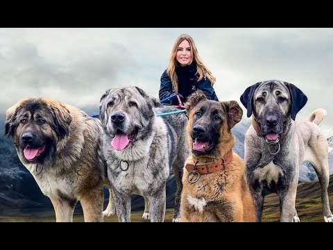 4 WOLF KILLERS TOGETHER! - Caucasian Shepherd, Alabai, Kangal & Iranian Sarabi