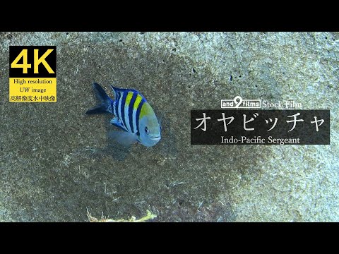 【4K 水中映像】卵を守るオヤビッチャ / Indo-Pacific Sergeant / Abudefduf vaigiensis