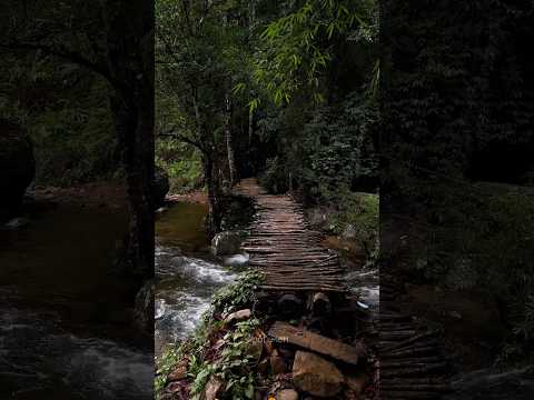 വയനാട്ടിലെ വൈറൽ Wooden Bridge 🤩🤩🤩 #mundakkai