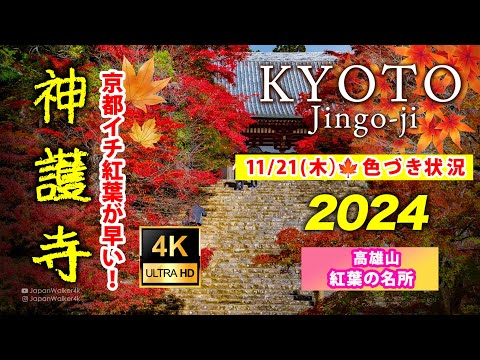 [4K JAPAN] Jingo-ji Temple 🍁 Kyoto Autumn Foliage Update 【Nov 21, 2024】 Hidden Gem for Fall Colors