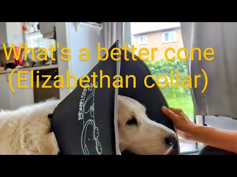 How to choose a cone or Elizabethan collar for dog