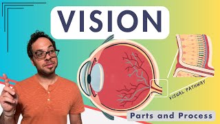 How Do You See? Visual Structures & Pathway - Visual Cortex - Occipital Lobe