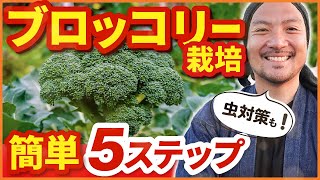 【家庭菜園】初心者も簡単にできるブロッコリーの育て方!! 植付けから管理方法、虫対策まで農家がまるっと解説!!