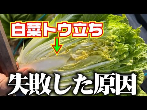 【トウ立ちした白菜って食べられるの？】白菜の花がチラホラ・・・【白菜】【トウ立ち】