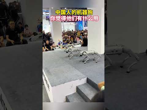 Chinese robot dog show