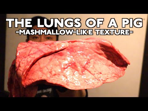 The charm of Fuwa, the lungs of a pig -Mashmallow-like texture-