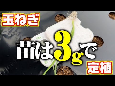 【玉ねぎ苗の体重は３グラムでちょうどです】重すぎるとトウ立ちの危険があります【玉ねぎ】【ソニック】【土作り】