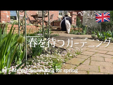 #77 My garden waiting for spring | Early-flowering tulips have begun to bloom | Gardening Routine