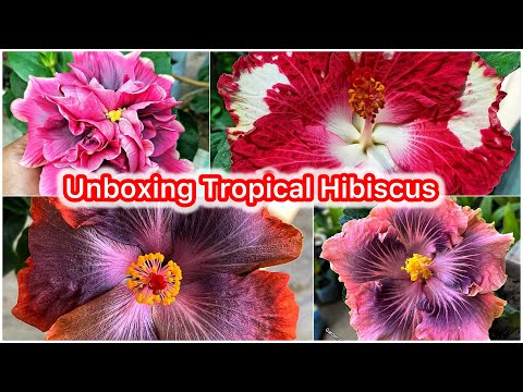 Unboxing Tropical Hibiscus | From where to buy Tropical Hibiscus 🌺