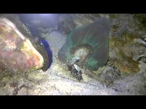 Elephant Ear Coral Eats a Peppermint Shrimp