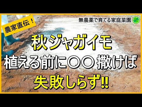 【秋ジャガイモ】そうか病に強い土づくりと品種選びについて解説！【有機農家直伝！無農薬で育てる家庭菜園】　24/8/3