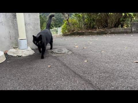 坂道で追いかけてくる黒ねこちゃん　No.７８９　２０２４年　１１月１日　１６：００　のくろねこちゃん　black cat