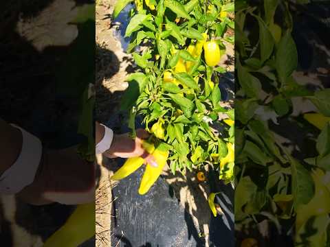 banana peppers from the farm 🌶️ #shortsvideo #farm #shorts #trending #trendingshorts