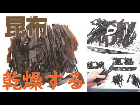 【生の昆布の乾燥時間】昆布を乾燥（ドラミニ）