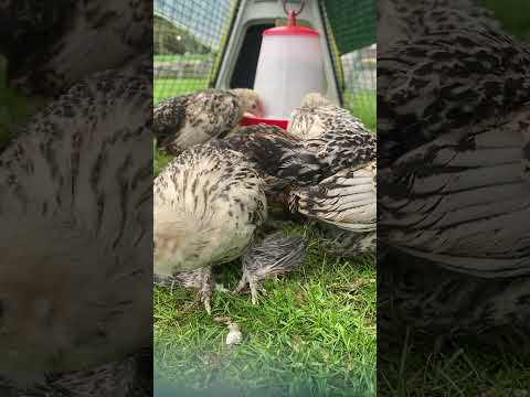 Look at these little beauties 🥰 5 week old and just adorable😍 #chicks  #shorts #cuteanimals