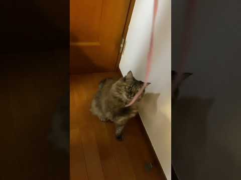 【ミント】可愛すぎる家の猫🐈