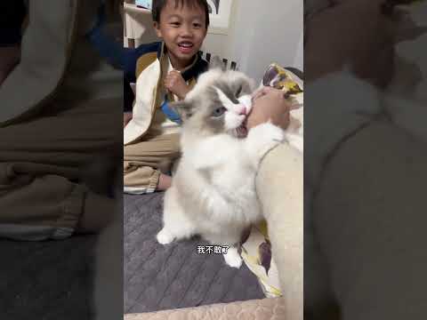 为什么猫咪看大的孩子摸不得… #萌娃和萌宠