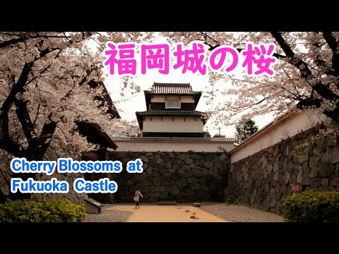 Cherry Blossoms at Fukuoka Castle with Relaxing Music ( Fukuoka Pref. ) / Spectacular Views of Japan