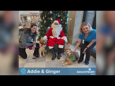 AdventHealth hospital system celebrates the holidays with therapy dogs