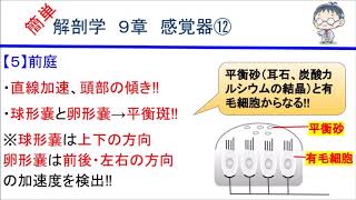 簡単解剖学　９章　感覚器⑫(前庭)