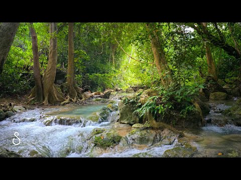 Babbling Brook | 3 Hours | No Birds | Nature Scene