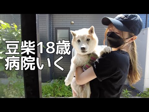 【豆柴】老犬18歳まる。病院へ行くVLOG 【青森】