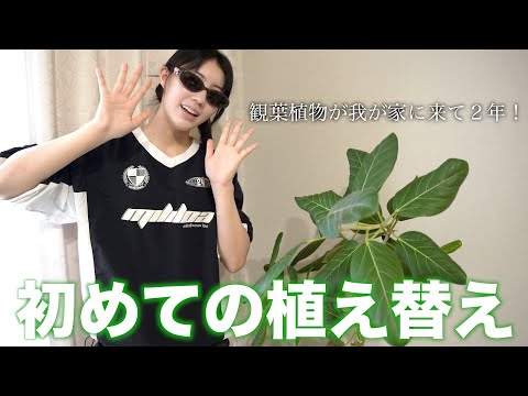 【観葉植物】人生初植え替えをしてみた！